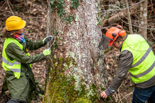 Best Commercial Tree Services  in USA